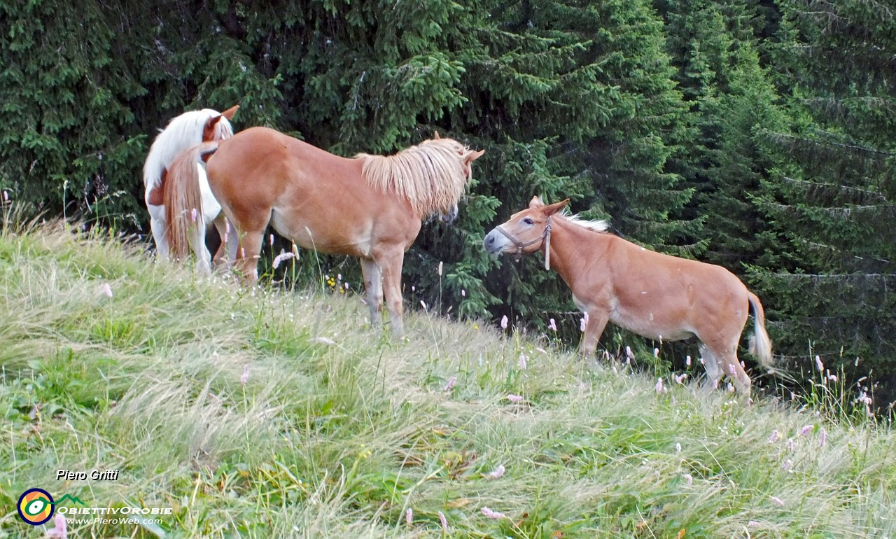 21 Cavalli della Baita Bassa al pascolo.JPG